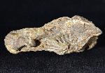 Pleurodictyum problematicum GOLDFUSS 1829 - Bild © FossNet FossilienStore